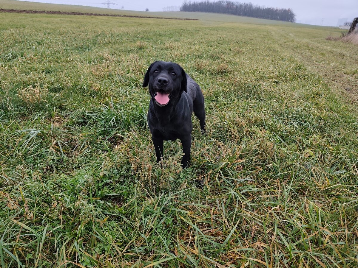 Labradorský retrívr s PP - 2