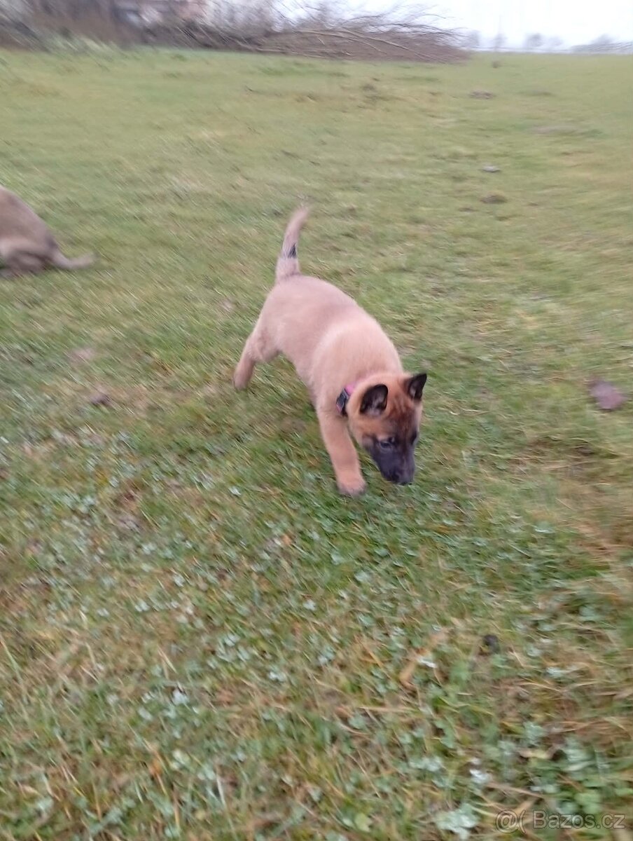 Belgický ovčák malinois - 2