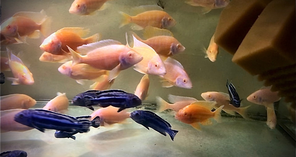 Prodej akvarijních ryb - 2