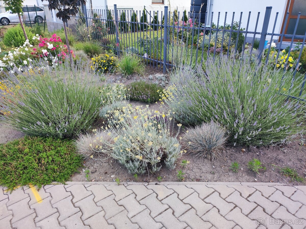 Různé skalničky z předzahrádky - 2