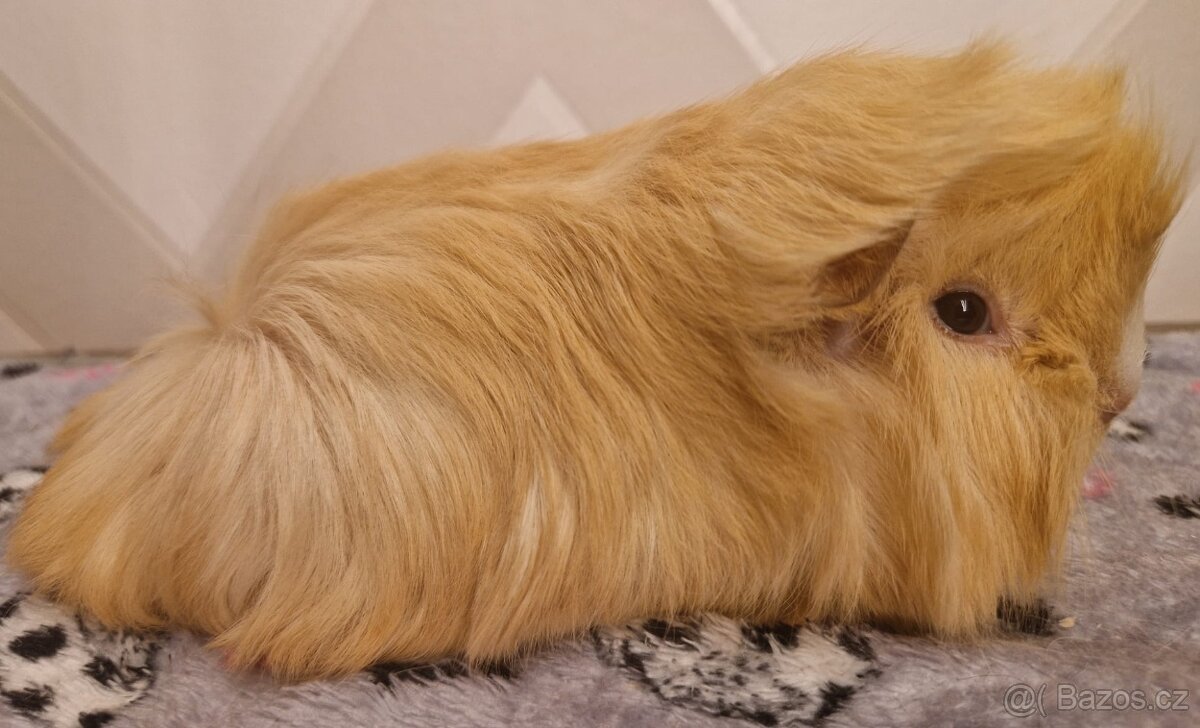 Morčata s PP- samičky - 2