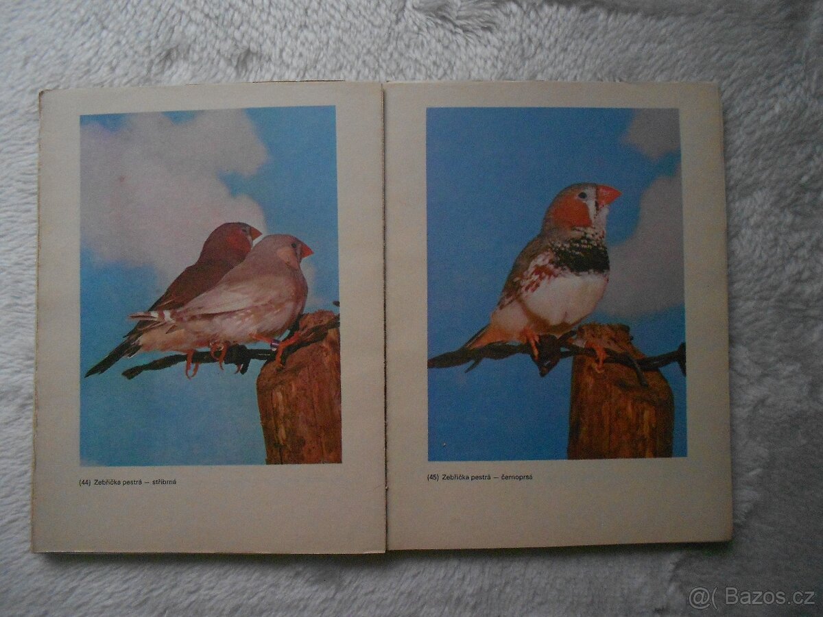 rybáři, zvířectvo, ptactvo, koně - 2