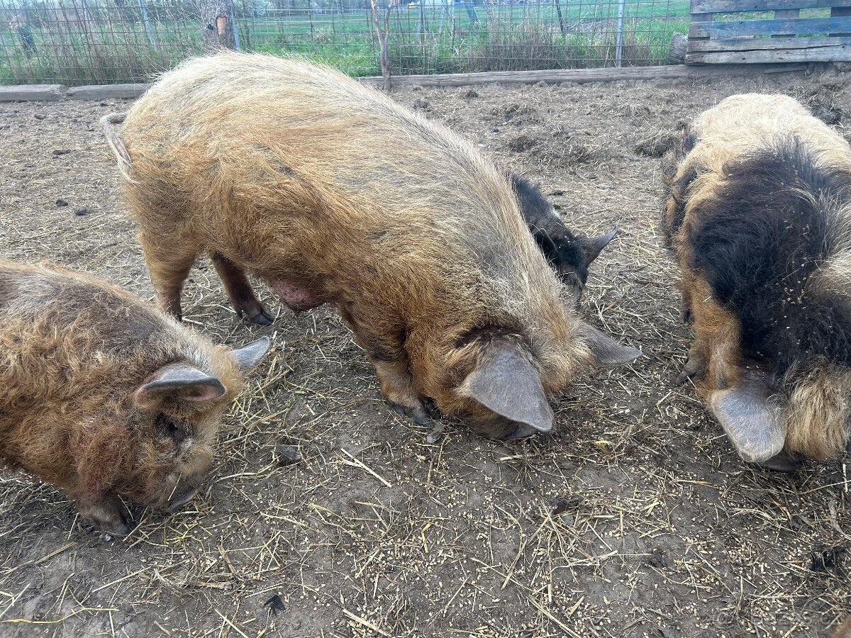 Kune kune - 2