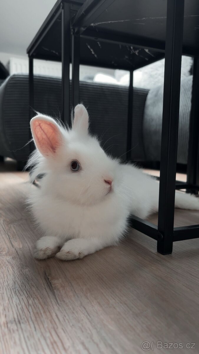 Zakrslý králíček - 2