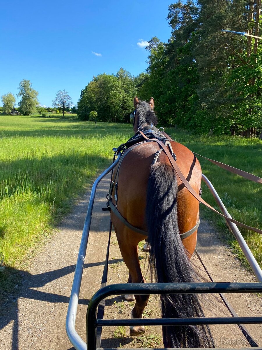 Prodám 5 l, Old. valach - 2