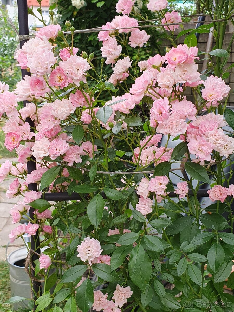 Růže drobnokvětá růžová - 2