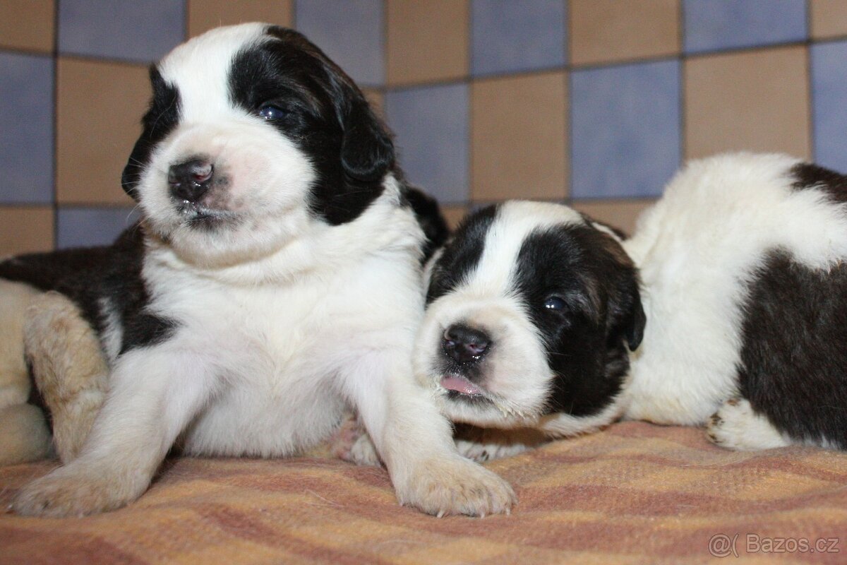 Moskevský strážní pes - 2