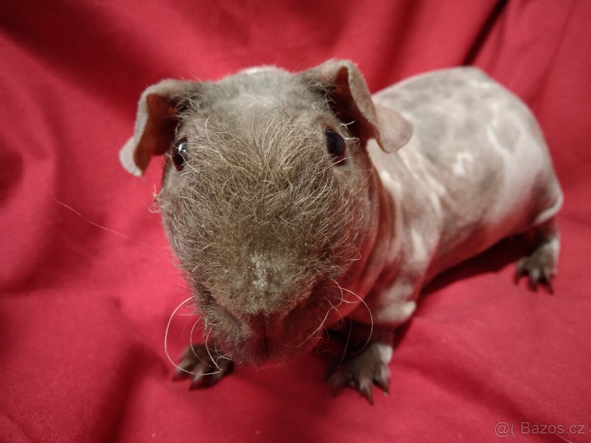 Morče skinny samec s PP, dalmatin - 2