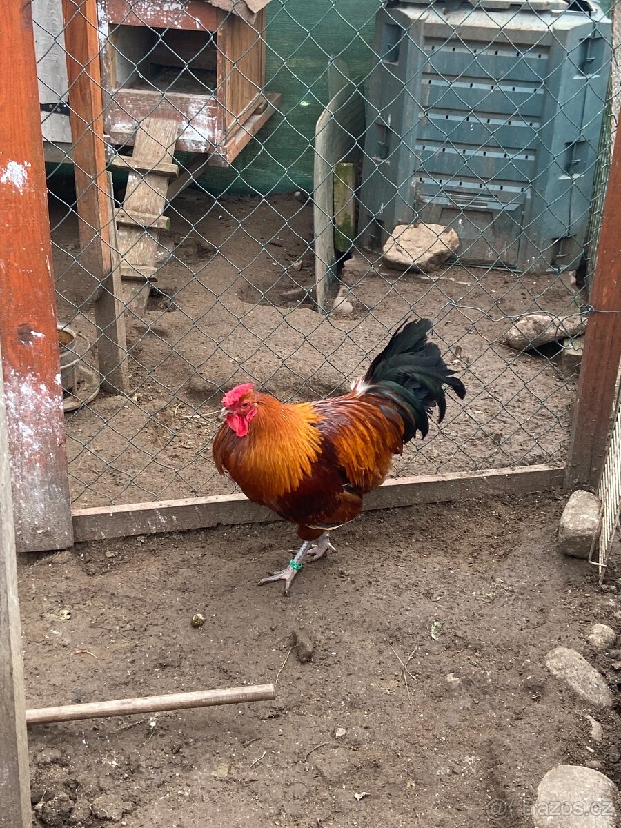 Šumavanka kohout - 2