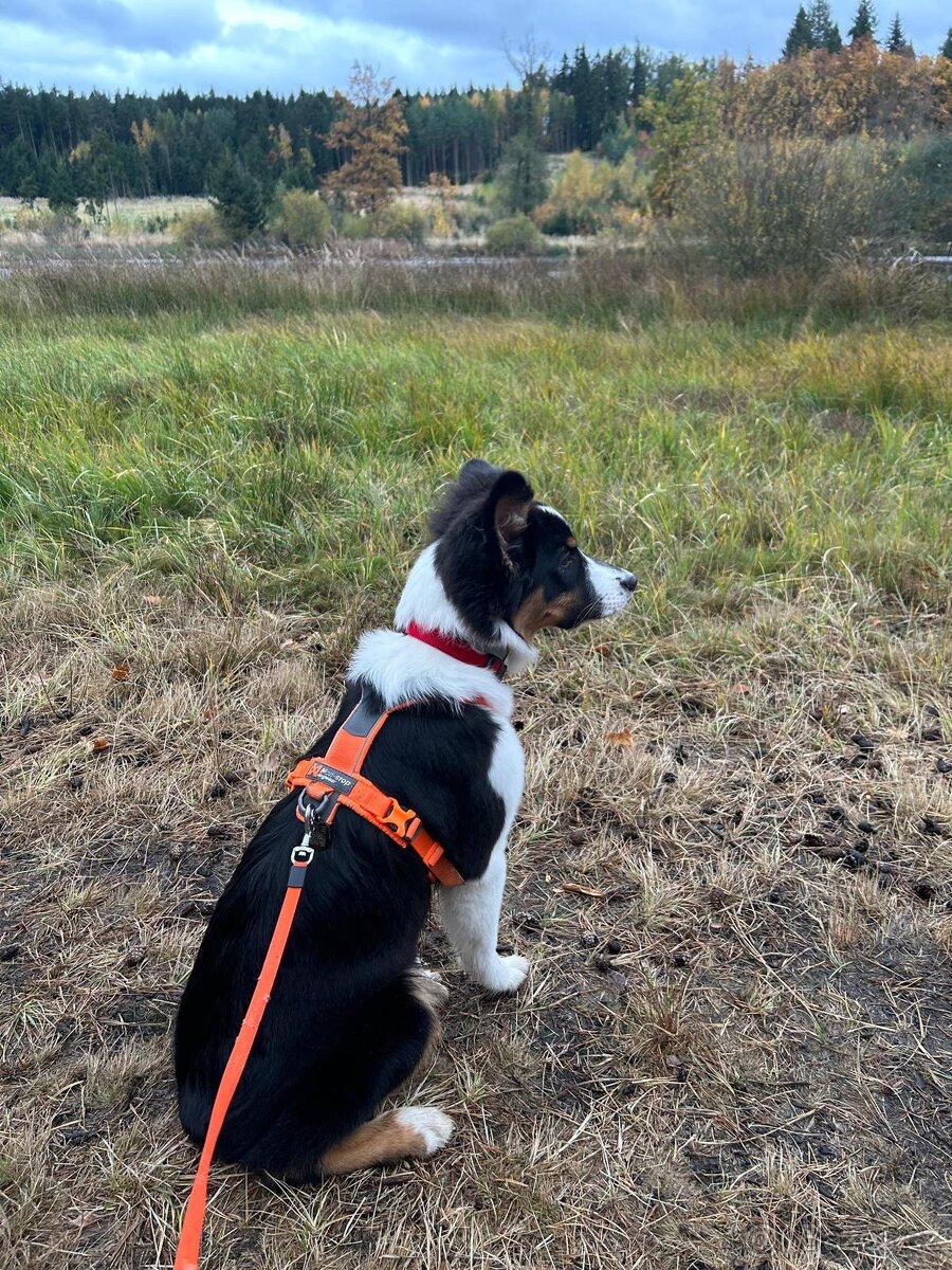 Postroj Nonstop Line vel. 4 - 2