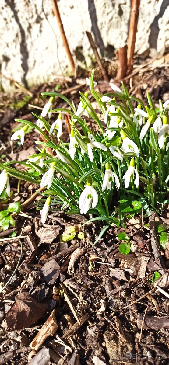 Jarní směs rostlin. - 2