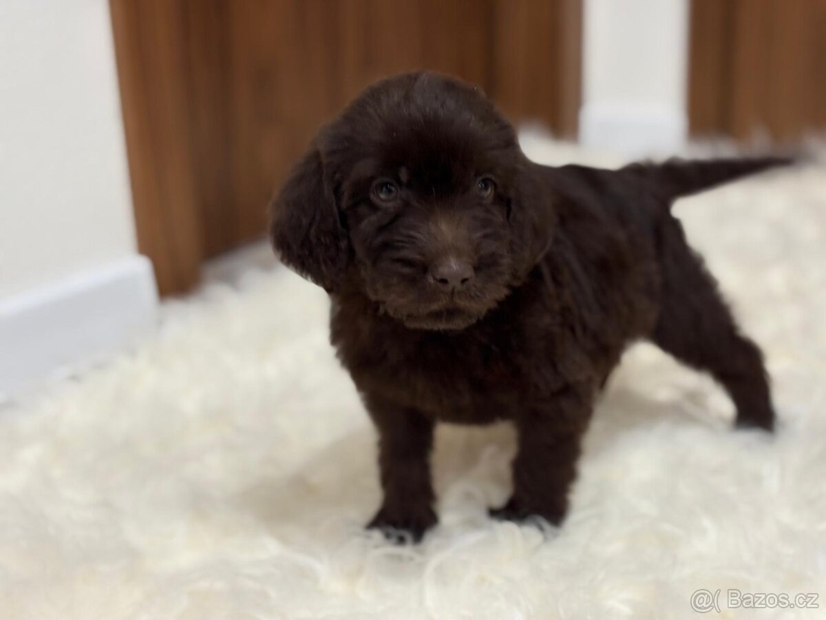 Labradoodle (goldendoodle) - 2