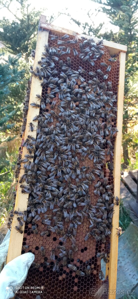Včelí oddělky - 2