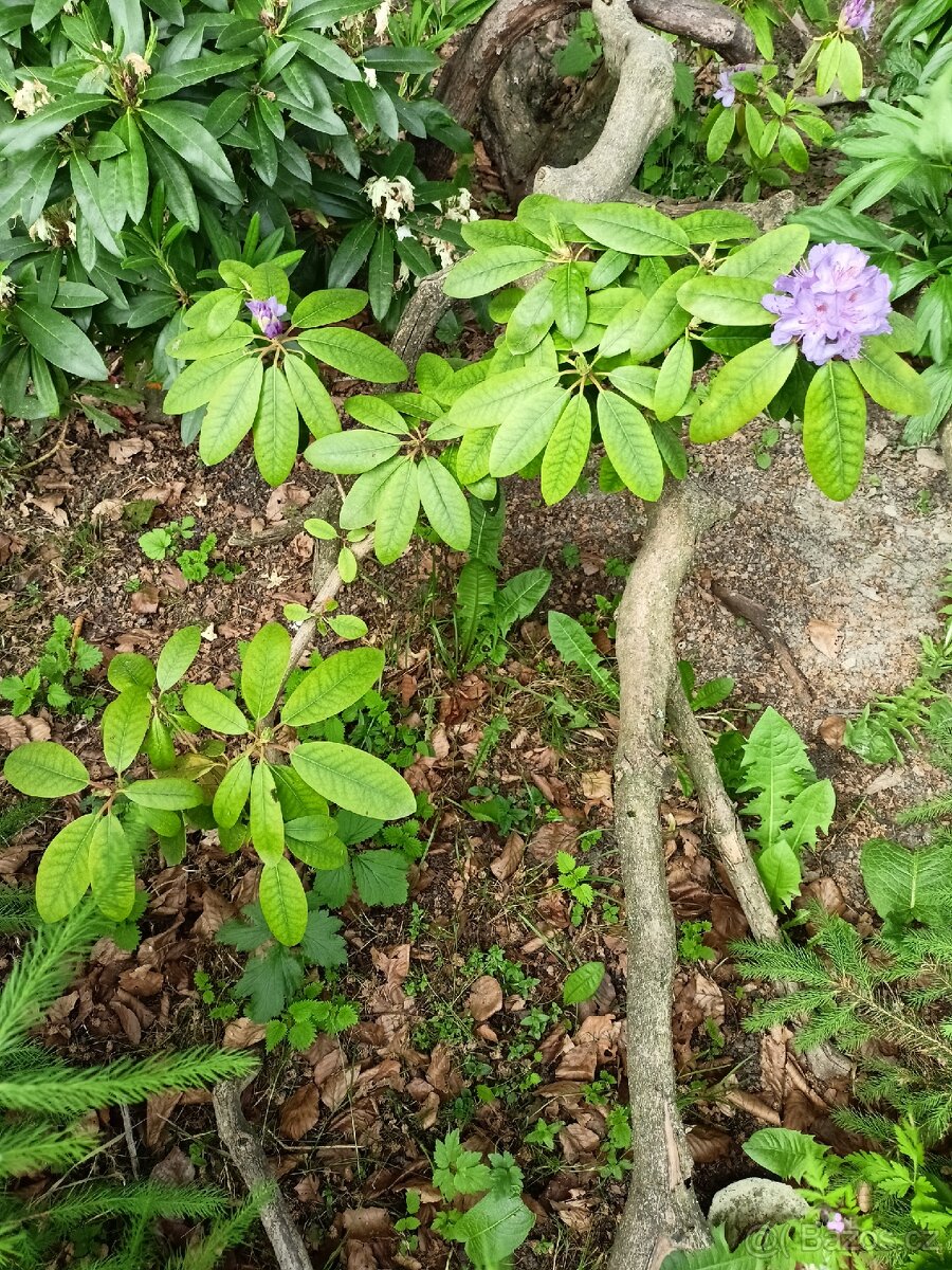 Rododendrony - 2