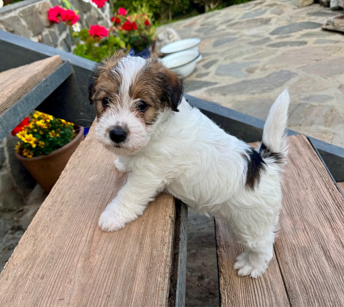 Jack Russell terier - stenata s PP - 2