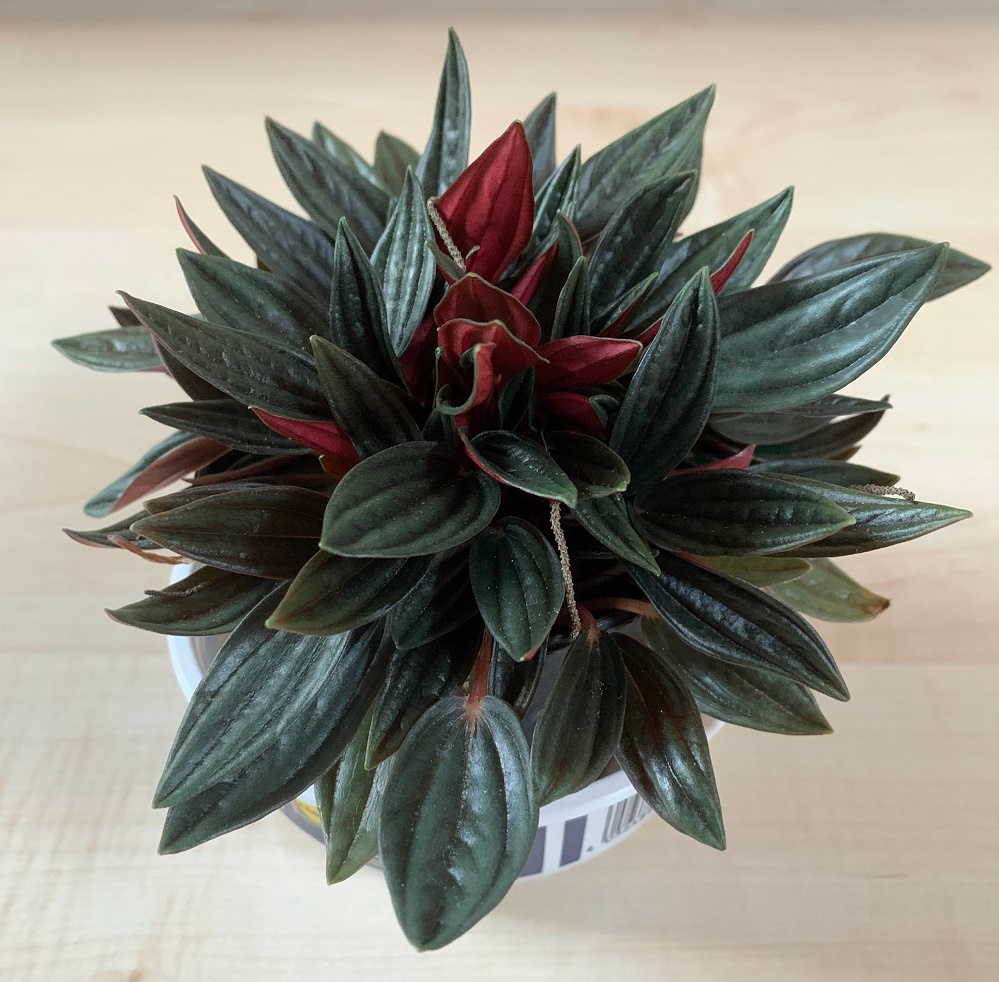 Pepřinec trpasličí rosso - 2