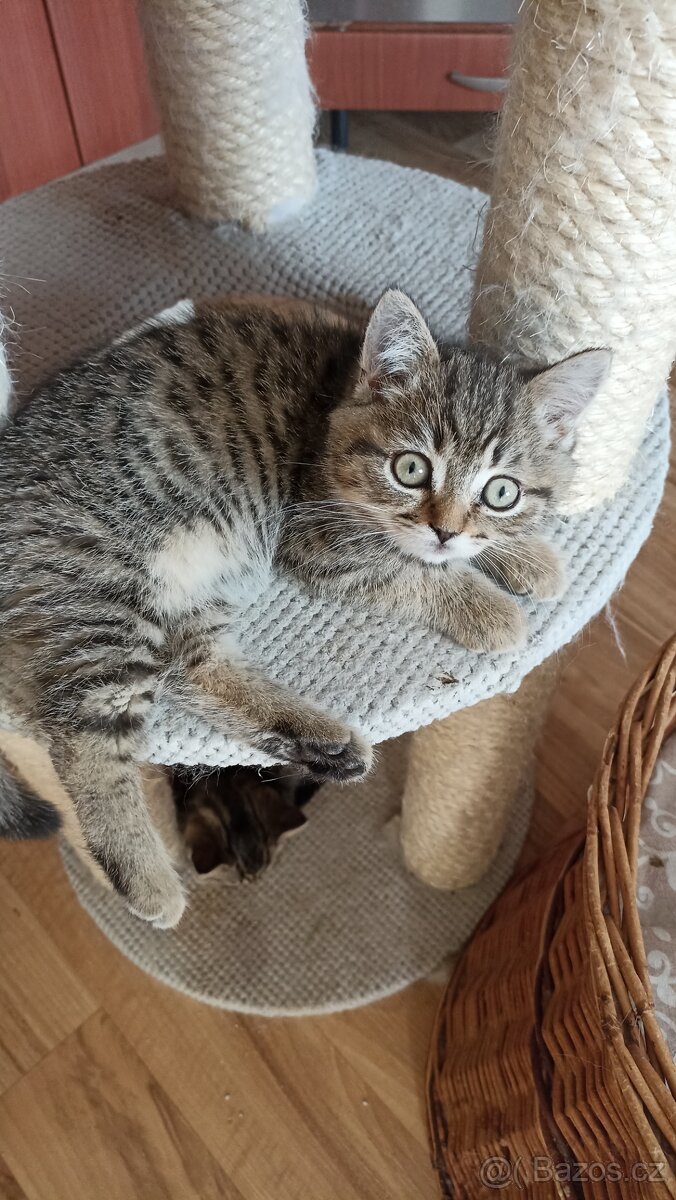 Britská kočička s PP - 2