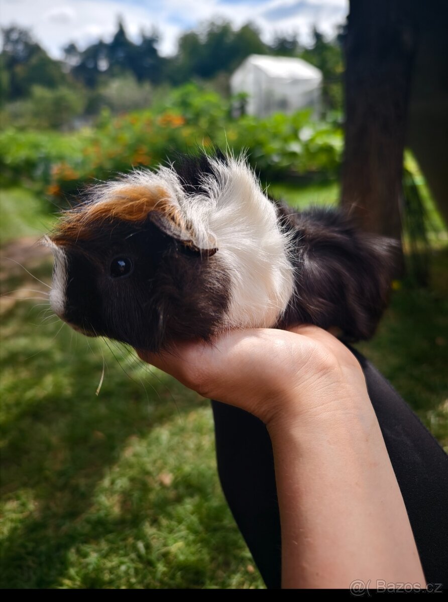 Morče rozeta, sameček - 2