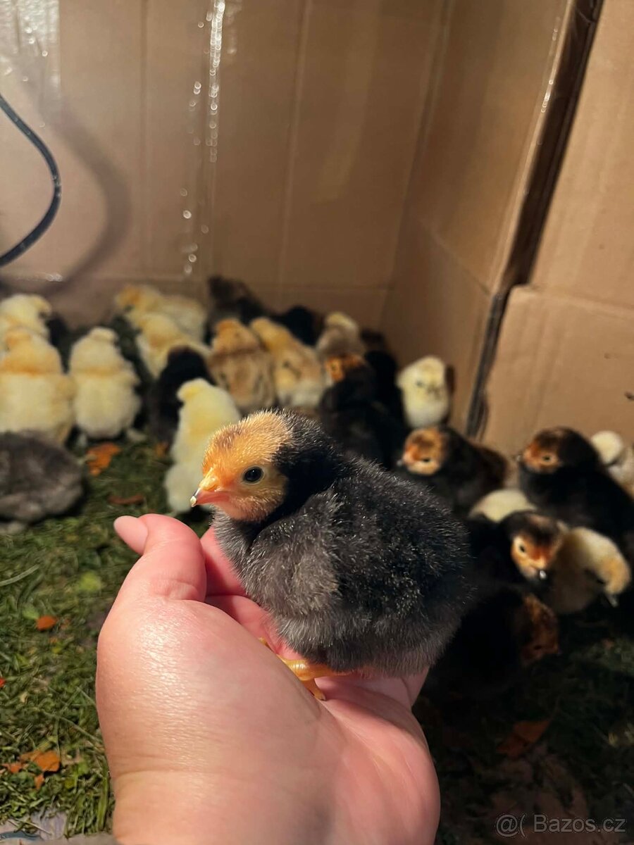 Kuřata - Hedvábnička a Forverka - 2