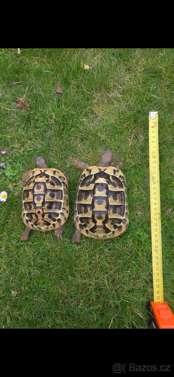 Želva - 2