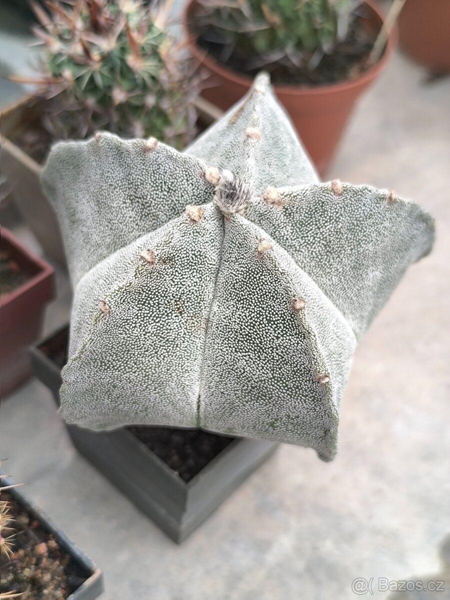Kaktusy - 2