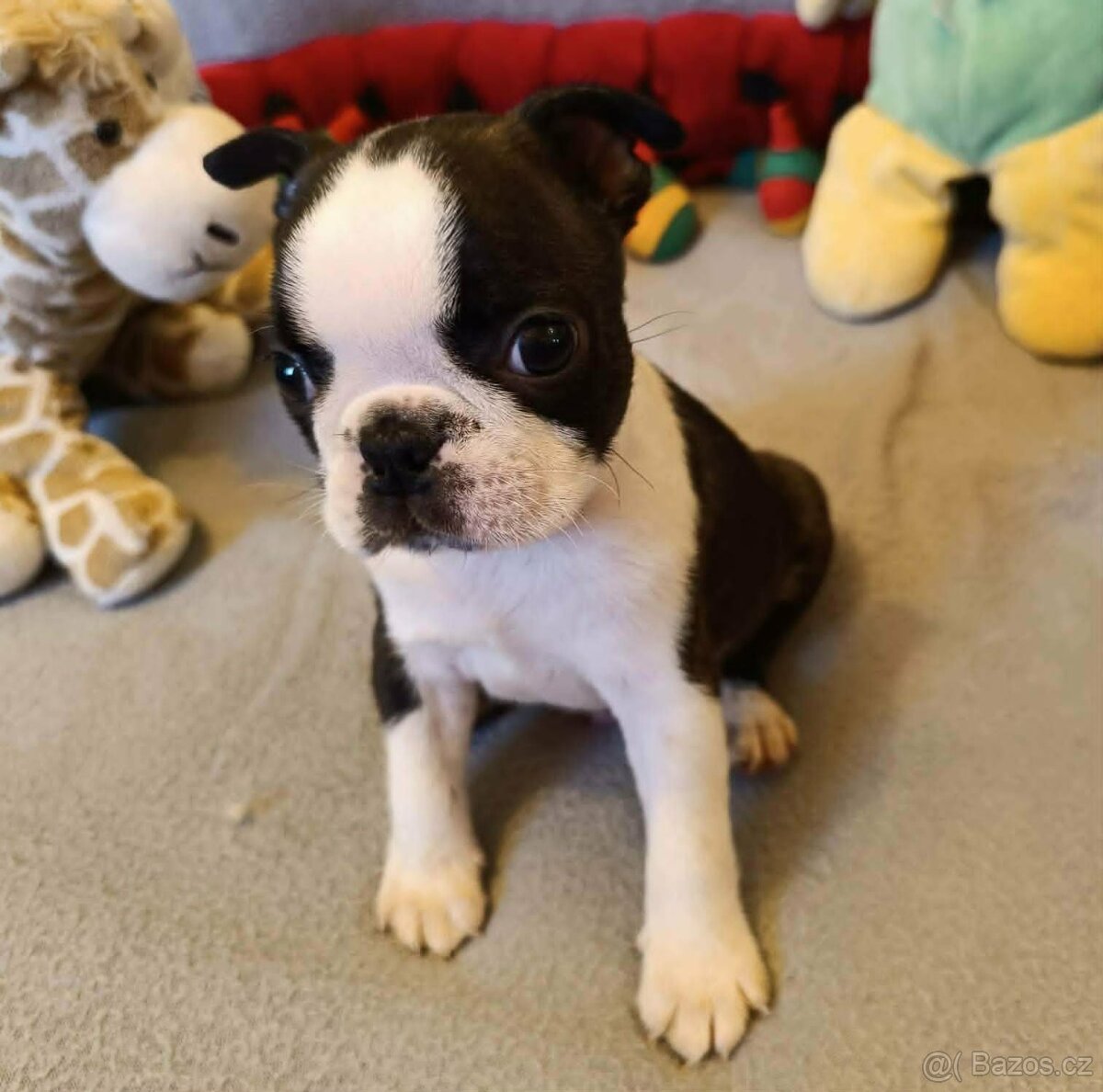 Boston,Bostonský teriér,Boston Terrier s PP - 2
