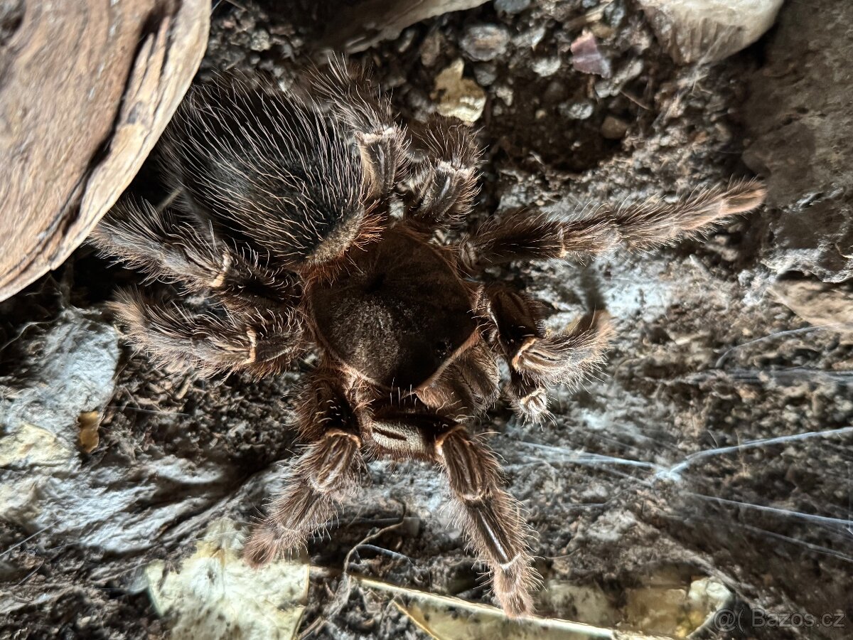 Lasiodora parahybana - 2