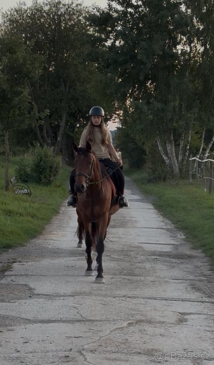 Prodám mladého valacha MT - 2