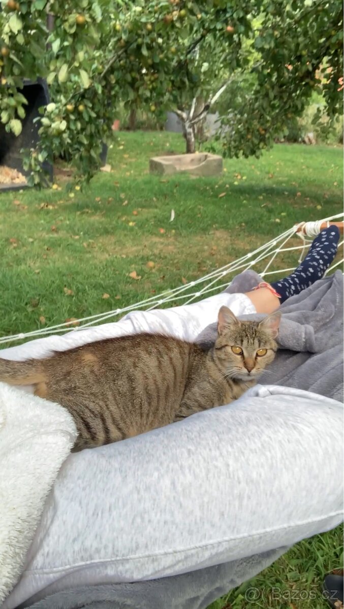 Daruji kočičku - 2