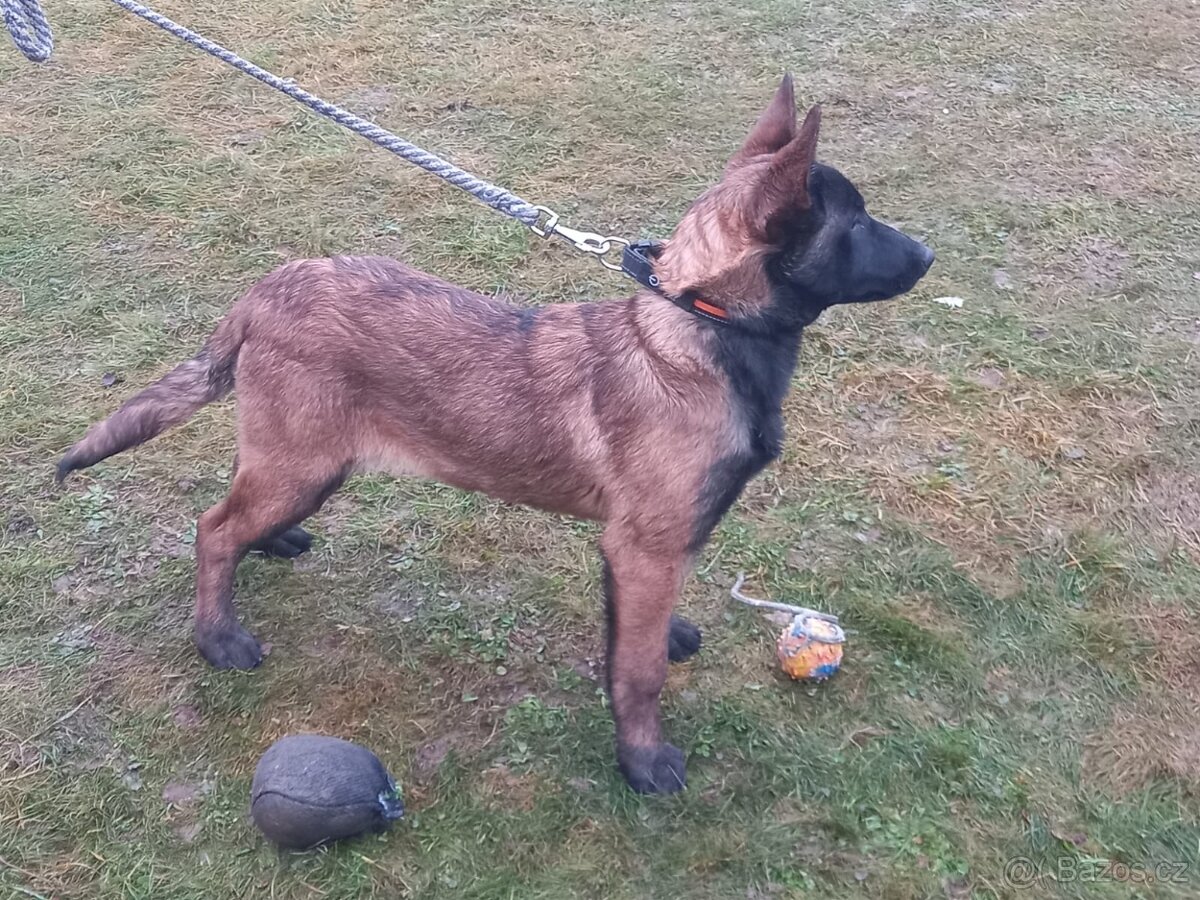 Belgický ovčák MALINOIS 4měs. fenka s PP /Vysočina - 2