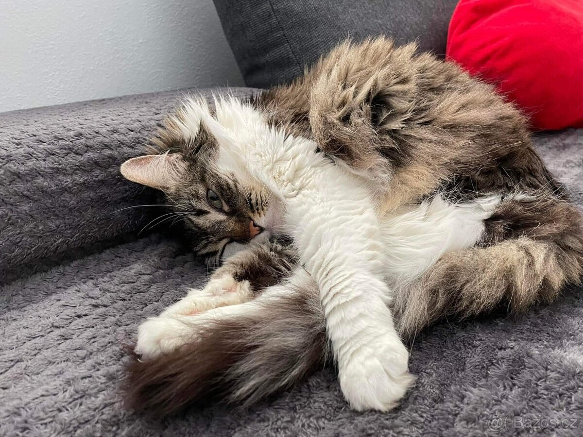 Daruji kočičku Mainskou mývalí - 2