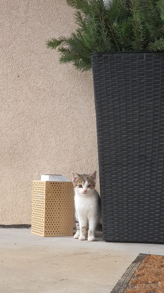 Darujeme koťátko - 2