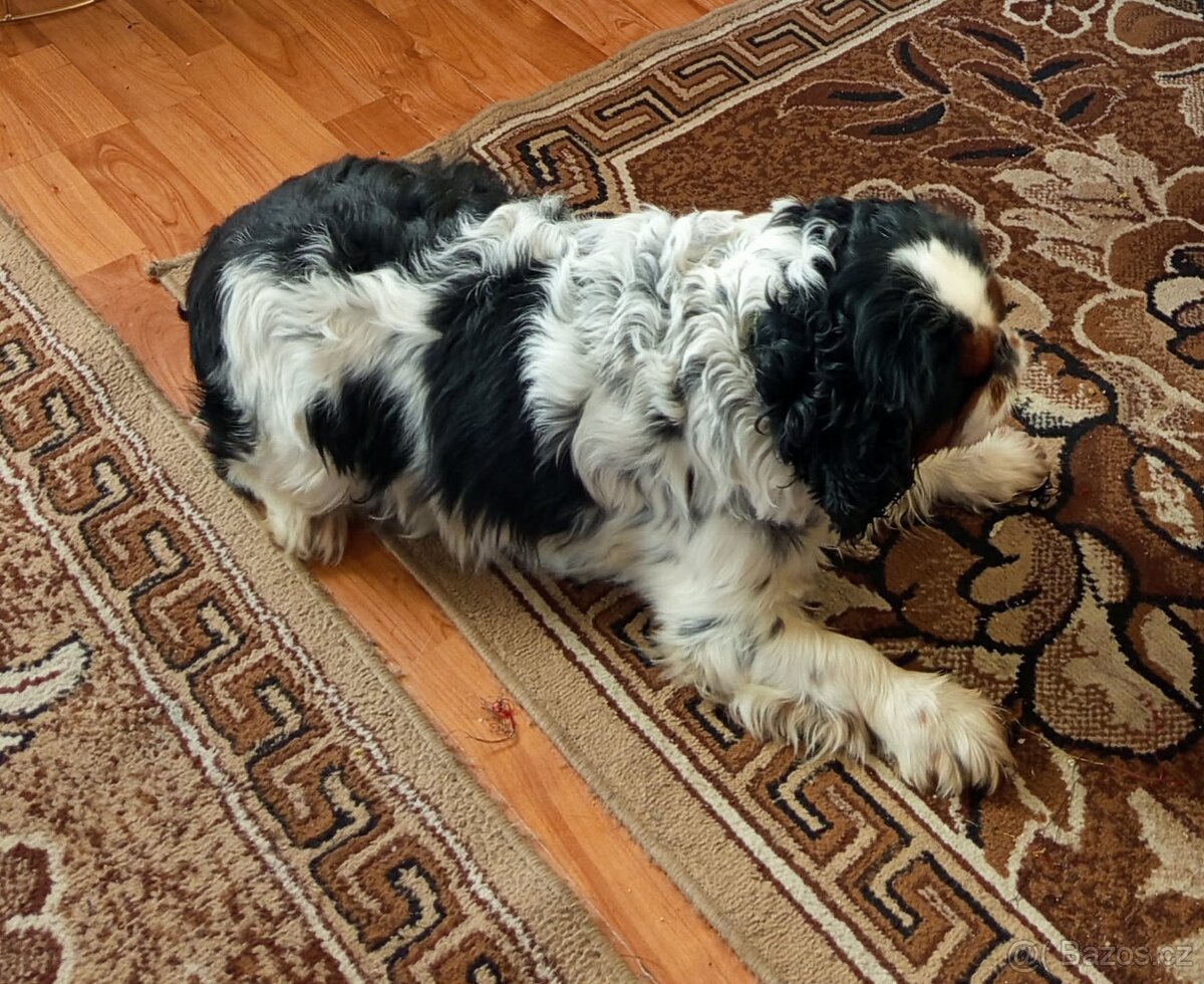 KAVALÍR KING CHARLES ŠPANĚL - 2