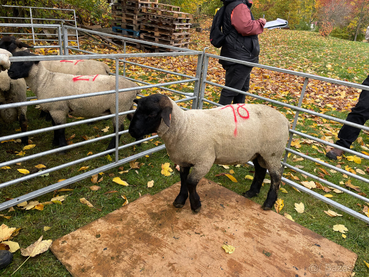 Plemenné beránky Suffolk - 2