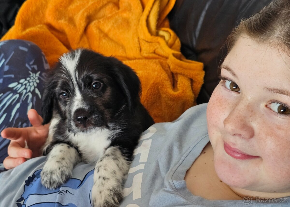 Štěňátka kříženci - 2