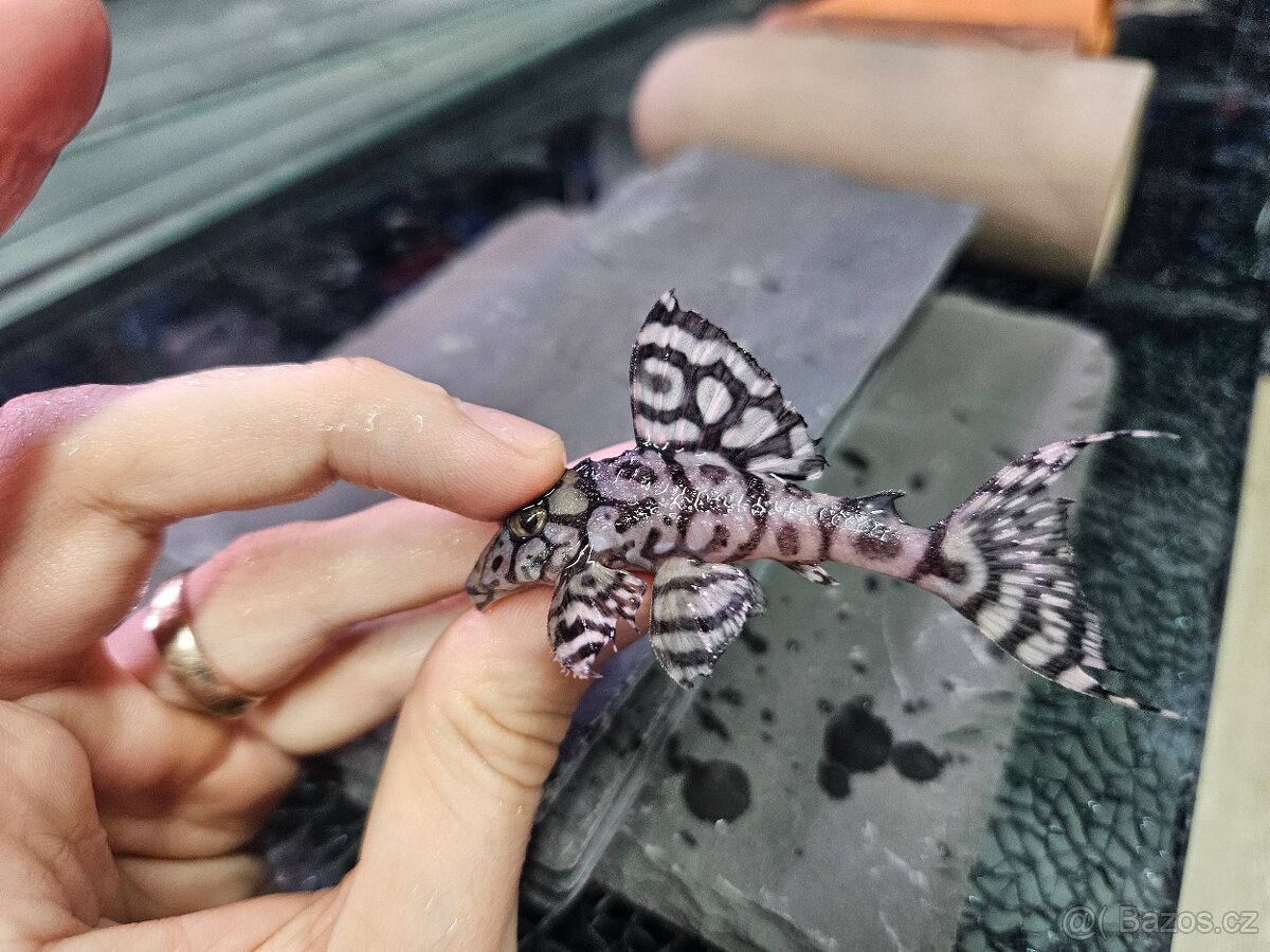 L 236 Super White - chovné páry - 2