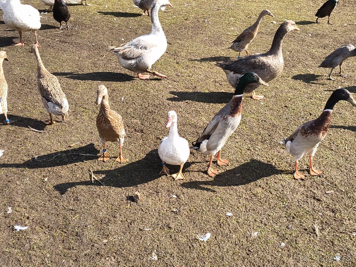 Kachny indické, indický běžec - 2