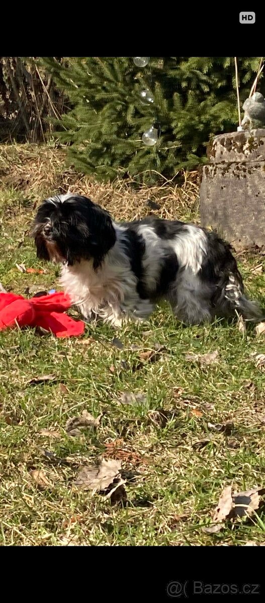 Biewer Jorkšírský teriér - 2