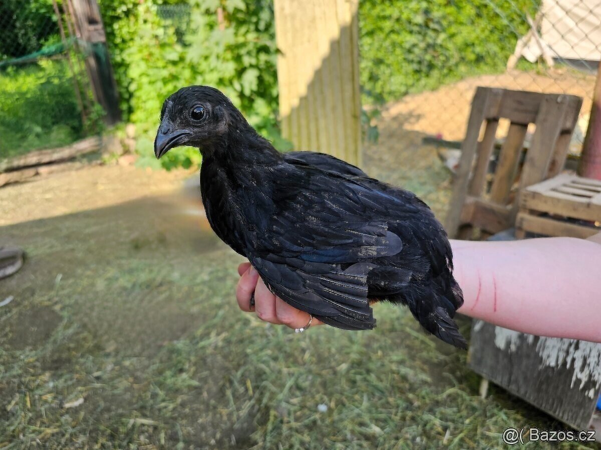 Ayam Cemani kuřátka - 2