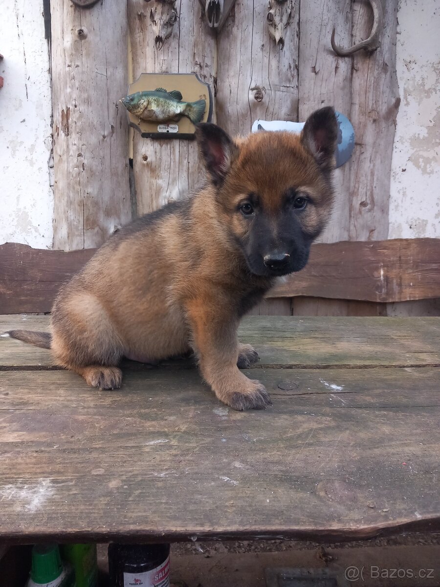 Německý ovčák - 2