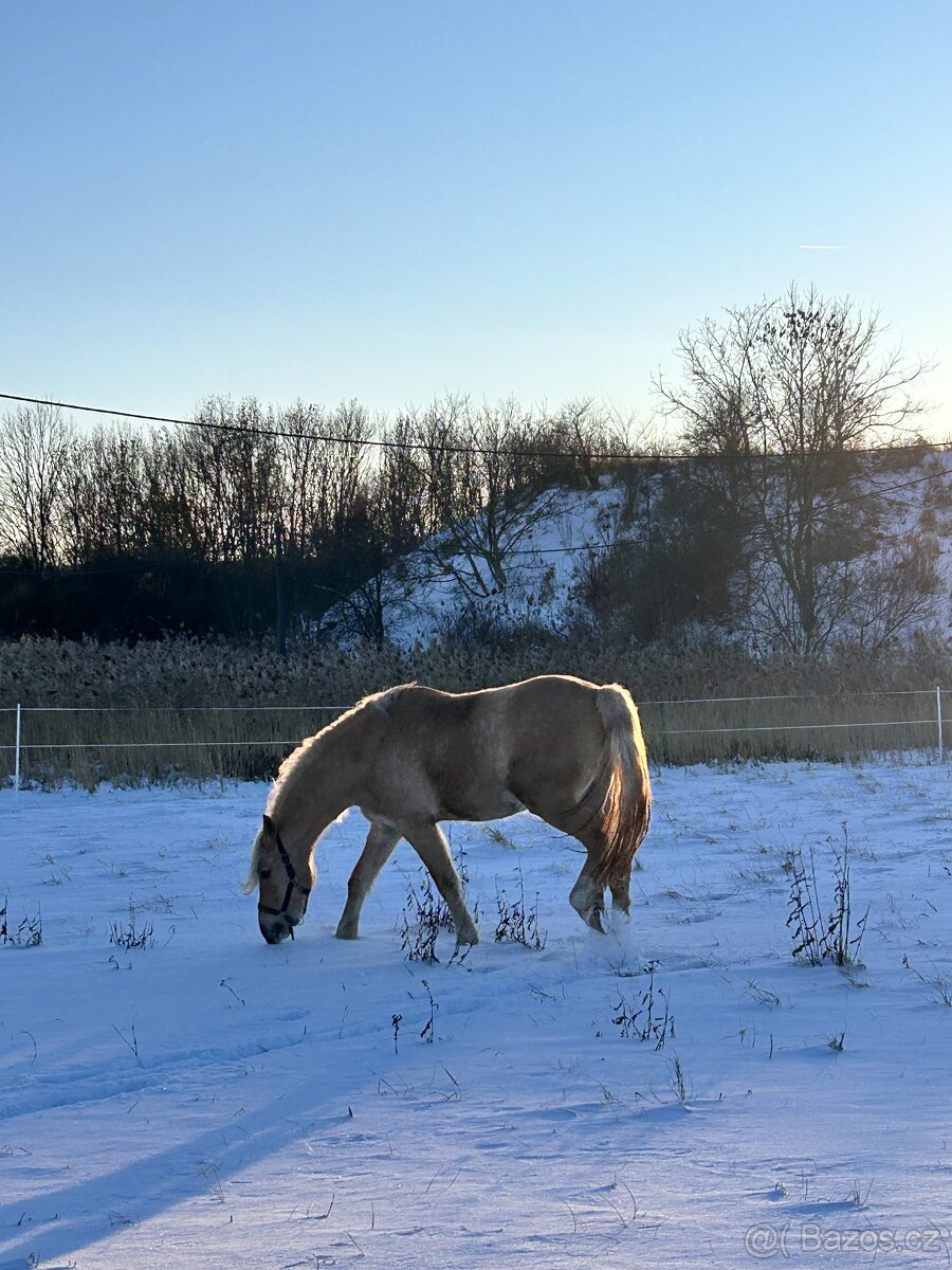 valach v květnu 4 roky - 2