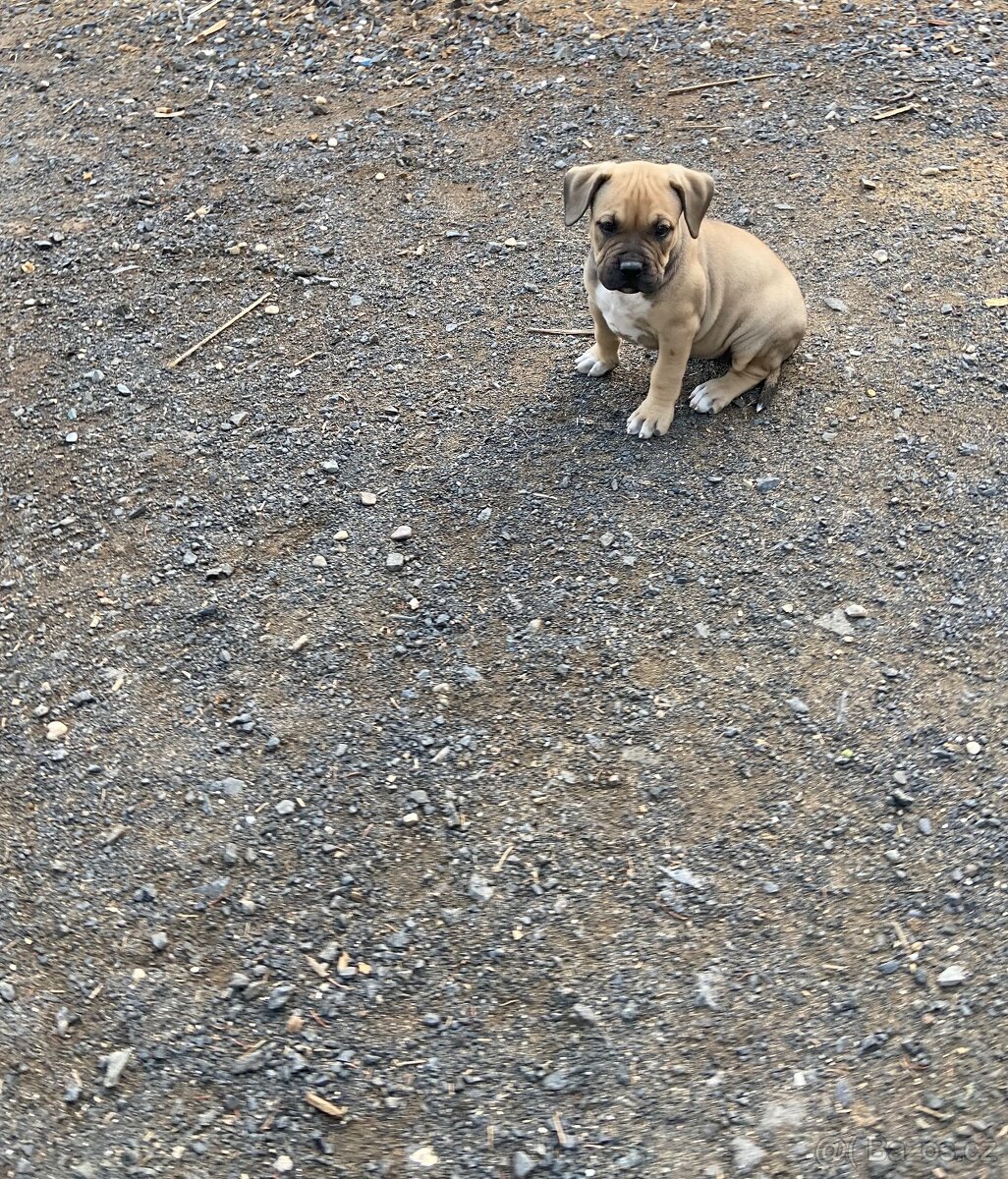 American Bully - štěňátka štěňata štěně - 2