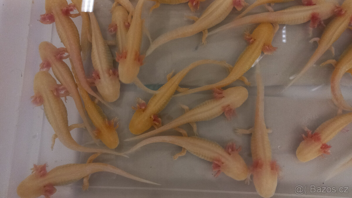 Axolotl mexický - prodám - 2