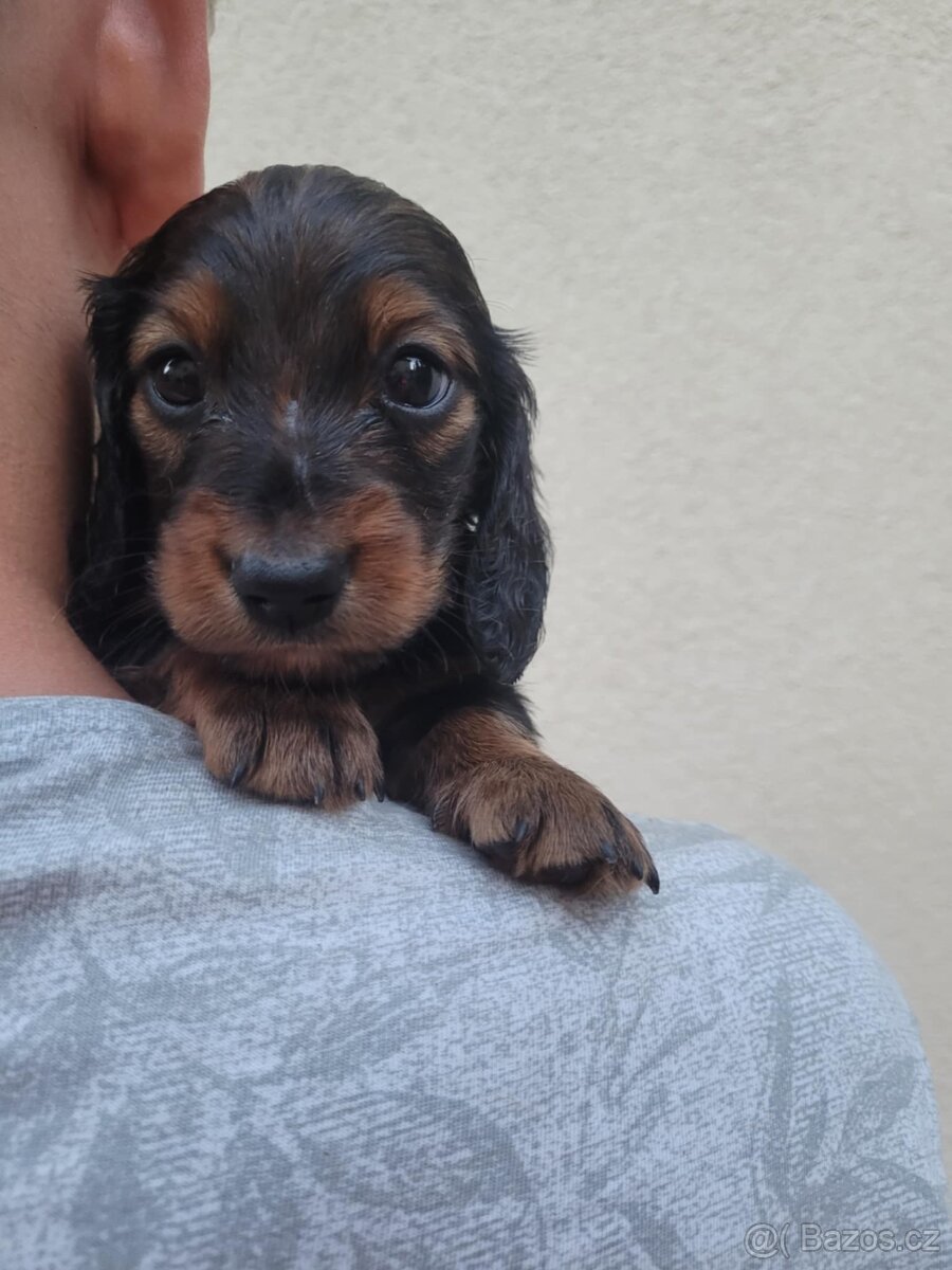 Jezevčík standard dlouhosrstý - 2