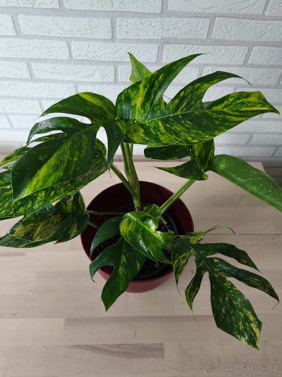 Epipremnum Golgfinger - 2