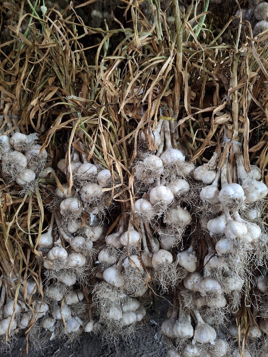 Český česnek Slavin II - 2