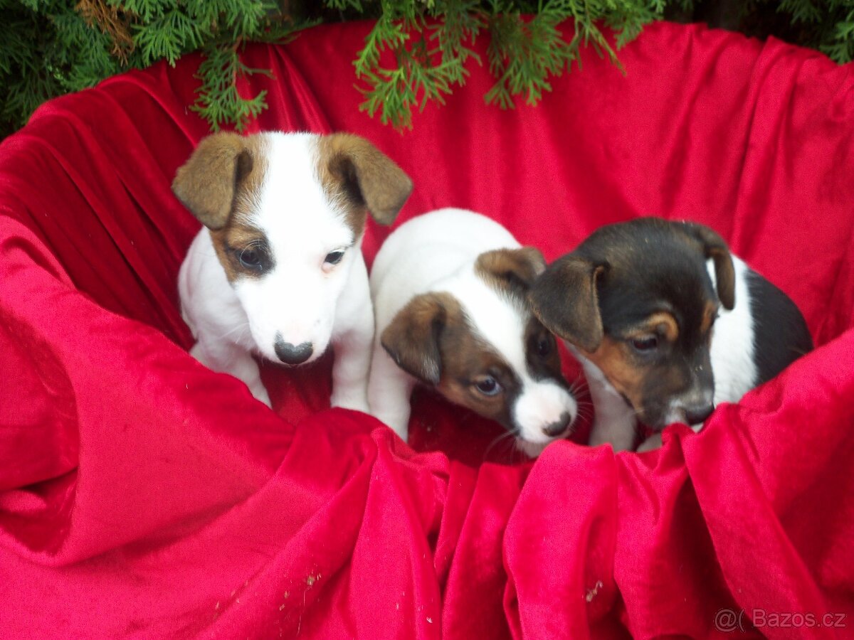 Jack Russell teriér-hladkosrstý - 2