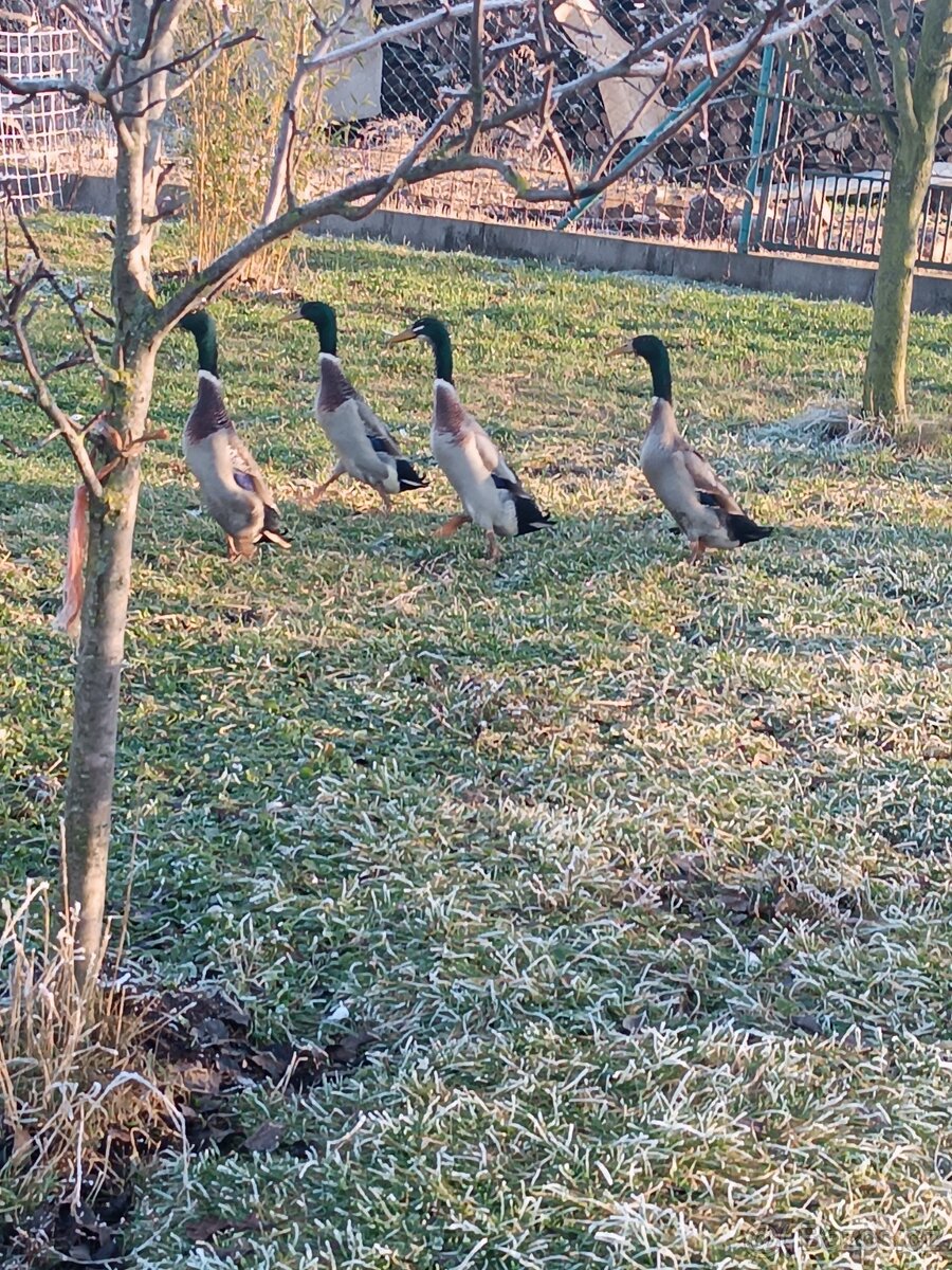 Kačer indický běžec - 2