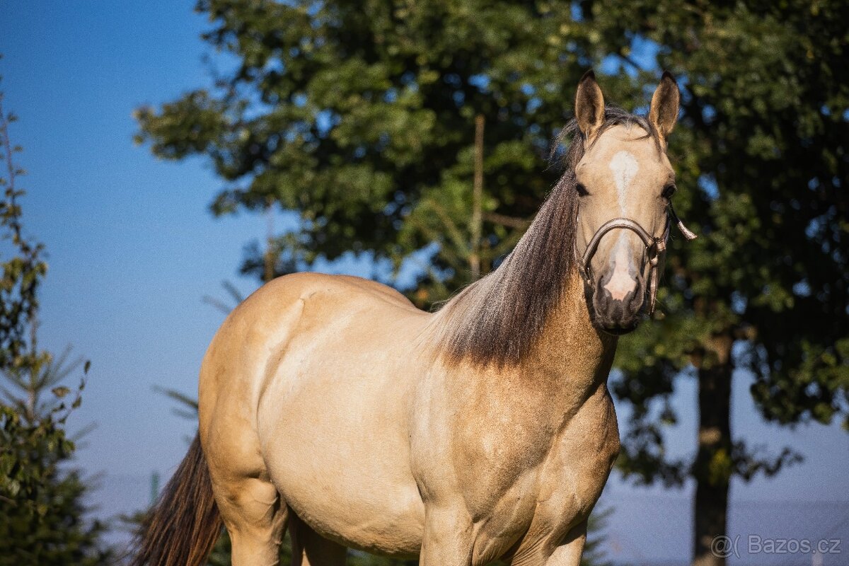 QH valášek 100% charakter - 2