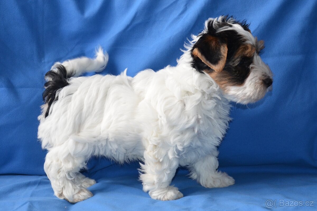 štěňata biewer teriera - 2